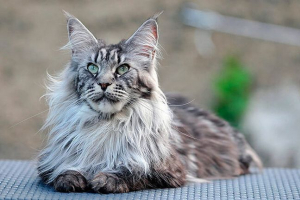 Vrste i opis mačaka s tassolima na ušima Vrste i opis mačaka s tassolima na ušima
