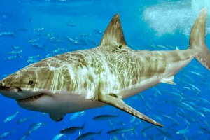 Zvučnici i trese sharks - karakteristike, primjeri i fotografije Zvučnici i trese sharks - karakteristike, primjeri i fotografije