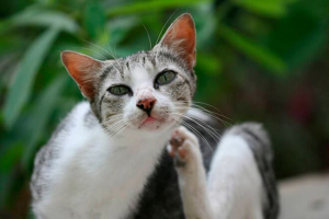 Vrste grinja u mačaka Vrste grinja u mačaka