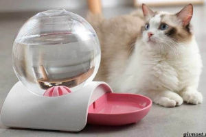 Vrste hranilica i kućnih ljubimaca za kućne ljubimce Vrste hranilica i kućnih ljubimaca za kućne ljubimce