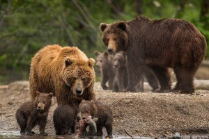Pogled na medvjede. Opis, imena i značajke medvjeda Pogled na medvjede. Opis, imena i značajke medvjeda