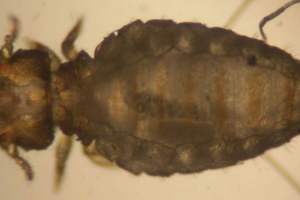 Valise - opasni paraziti Valise - opasni paraziti