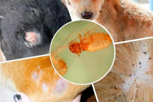 Pseća vlaga - što je to? Pseća vlaga - što je to?