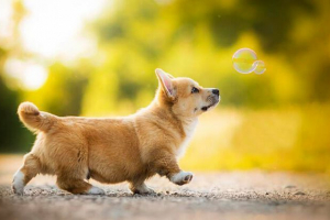 Izgled, priroda i značajke sadržaja karge-a