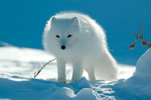 Izgled, znak i pijesak snage Izgled, znak i pijesak snage