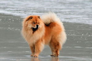 Izgled, karakter i temperament psa chow chow
