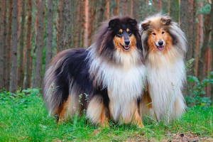 Izgled, karakter i briga za kola