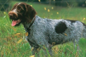 Izgled i priroda drathare, osobitosti skrbi i obuke Izgled i priroda drathare, osobitosti skrbi i obuke