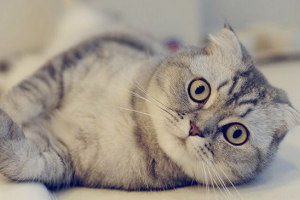 Izgled i priroda mačaka škotske pasmine