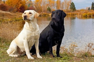 Izgled i karakter pasmine labradora