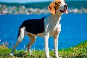 Izgled i karakter ruskih utrke peg Izgled i karakter ruskih utrke peg