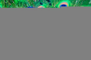 Izgled i podrijetlo pauna, održavanje kod kuće Izgled i podrijetlo pauna, održavanje kod kuće