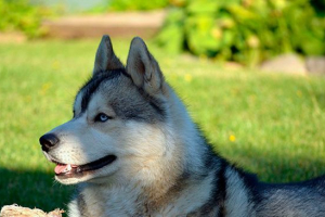 Izgled, temperament i održavanje zapadnog sibiraca Izgled, temperament i održavanje zapadnog sibiraca