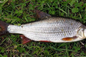 Vobla: što znamo o životu ukusne ribe?