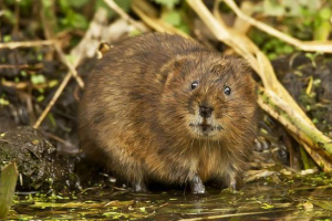 Vodeni pacov Vodeni pacov