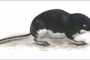 Vodeno dvorište - veliki zemr Vodeno dvorište - veliki zemr