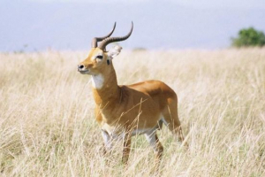 Vodene koze - životinje s prekrasnim rogovima Vodene koze - životinje s prekrasnim rogovima