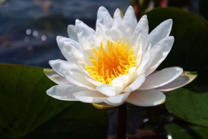 Vodene biljke Vodene biljke