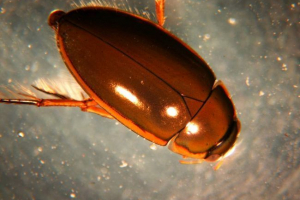 Vodomube - mirne bube koje sadrže u akvarijima Vodomube - mirne bube koje sadrže u akvarijima