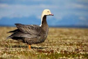 Betrovni izgled Betrovni izgled