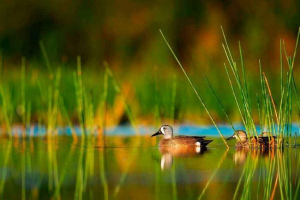 Vodenica: opis, predstavnici i fotografije Vodenica: opis, predstavnici i fotografije