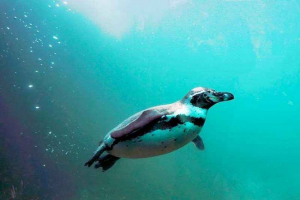 Koje maksimalne brzine pingvini plutaju? Koje maksimalne brzine pingvini plutaju?