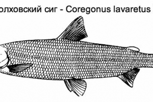 Volkhovsky sig ili sigolov Volkhovsky sig ili sigolov