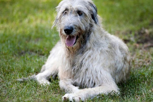 Wolfhound - karakteristike pasmine Wolfhound - karakteristike pasmine