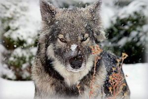 Power - hall i zaustaviti Power - hall i zaustaviti