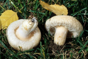 Bijeli val (bilyanka) Bijeli val (bilyanka)