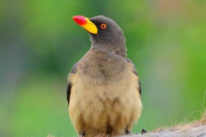 Vlakna - sanitars savann Vlakna - sanitars savann