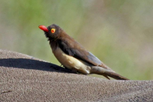 Vlakna - rijetka ptica. Fotografija vlakana Vlakna - rijetka ptica. Fotografija vlakana
