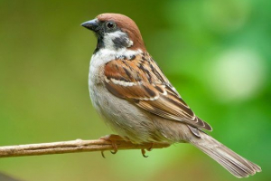 Zimske ptice rusije Zimske ptice rusije