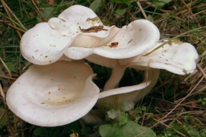 Drveni ugljen govorushka Drveni ugljen govorushka