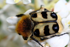 Weskov - brilliant beetle Weskov - brilliant beetle