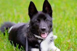 Eastern europea laika - vrste pasmine Eastern europea laika - vrste pasmine