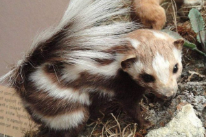 Istočna pjegavi skuns - poljoprivrednici ljubimac Istočna pjegavi skuns - poljoprivrednici ljubimac