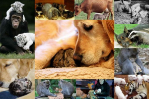 Je li moguće usvojiti u svijetu životinja? Je li moguće usvojiti u svijetu životinja?