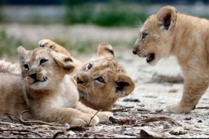 Prvi put u dva desetljeća, u ruandi će se pojaviti lavovi Prvi put u dva desetljeća, u ruandi će se pojaviti lavovi