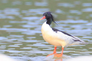 Sve o ljuskastoj kuku, fotografiji drevne patke Sve o ljuskastoj kuku, fotografiji drevne patke