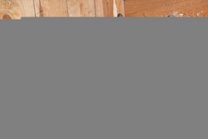 Sve o kunićima pasmine rex