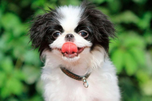 Sve o japanskom hin-u