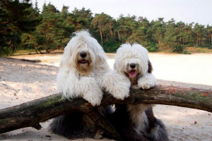 Sve o pasmina pasa bobtail