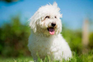 Sve o pasmini psa coton de tulawara Sve o pasmini psa coton de tulawara