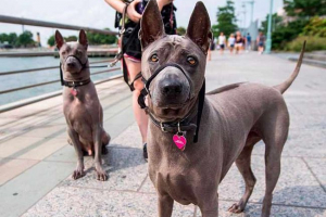 Sve o pasmini tajlandski ridgeback Sve o pasmini tajlandski ridgeback