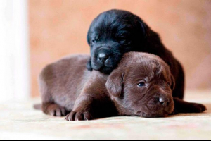 Sve o tome kada štene otvara oči Sve o tome kada štene otvara oči