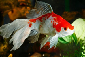 Walehevost Walehevost