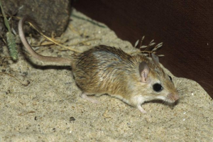 Odaberite pec - prijateljski ljubimac Odaberite pec - prijateljski ljubimac