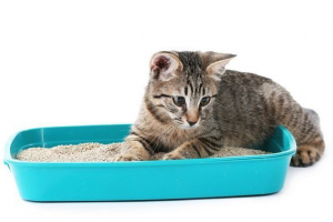 Odabir kat wc-a: vodič za akciju