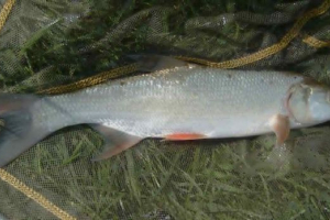 Rezanje: za što je riba dala takvo ime?